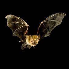 Wiring Bats for Neuroscience Research