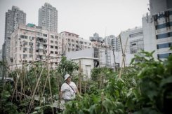 Rooftop farms flourish in space-starved Hong Kong