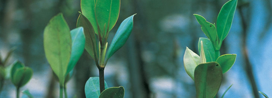 What’s wrong with putting a price on nature? 