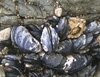 How mussel farming could help to clean fouled waters