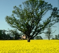 True nature: Revising ideas on what is pristine and wild