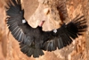 Will lead bullets finally kill off the California Condor?