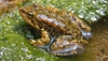 Research on microbes points to new tools for conservation