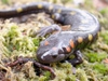 Study confirms U.S. amphibian populations declining at rapid rate