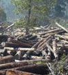 A plague of deforestation sweeps across Southeast Asia