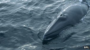 South Korea unveils 'scientific' whaling proposal
