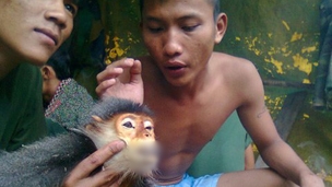 Vietnamese soldiers held over deaths of rare monkeys