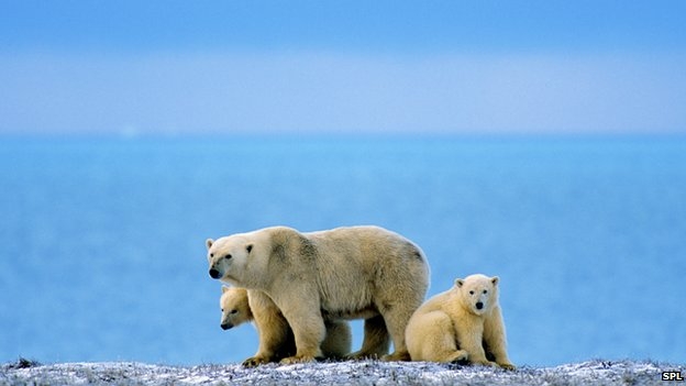 Polar bear trade ban divides campaigners