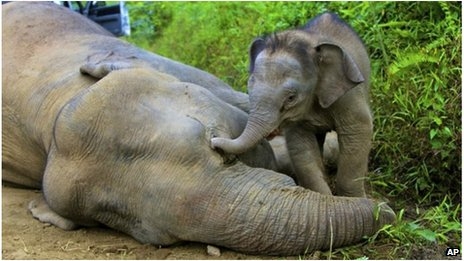 Rare pygmy elephants 'poisoned' in Borneo