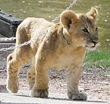 Why Namibia's lions and leopards take prey from racist farms