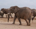 Tanzania takes historic step to save dwindling elephant population