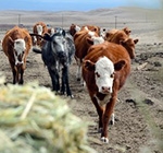 What does sustainability mean for beef?