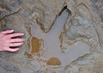 Rare giant dinosaur footprint discovered in SW China