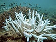 Over 90% of Great Barrier Reef suffering from coral bleaching