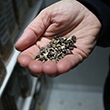 Climate change adds urgency to push to save world’s seeds