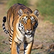 Can satellites save the world's 3,500 tigers from extinction?