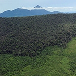 Vanishing Borneo: Saving one of the world’s last great places