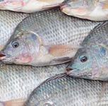 How Aquaculture is threatening the native fish species of Africa