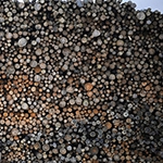 Carbon loophole: Why is wood burning counted as green energy?