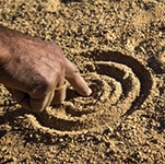 Australia's indigenous languages have one source, study says