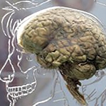 Brain back-up start-up 'will be the death of users'