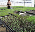 Why many farmers are starting their seedlings at a college-owned greenhouse