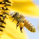 What exactly does a Chief Pollinator do?