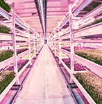 Something delicious is growing in the 'sustainability underground'