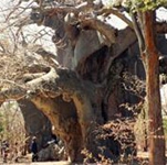 Scientists shocked by mysterious deaths of ancient trees