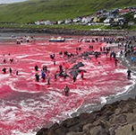 Sea turns red with blood after whale hunt in Faroe Islands