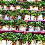 Is vertical farming the future for agriculture or a distraction from other climate problems?