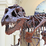 How the Field Museum accelerated sustainability