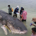 Dead sperm whale found in Indonesia had ingested '6kg of plastic'