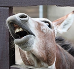 College students turn to THERAPY DONKEYS to help them de-stress