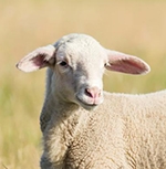 British university banned beef, but this Ohio school is standing strong against push to ban lamb