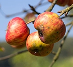 Tree Top, Pop-Tarts and the beauty of ugly fruit in tackling food waste