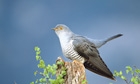 From Norfolk to the Congo … but will Martin the cuckoo ever make it home? 