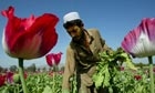 Taliban destroy poppy fields in surprise clampdown on Afghan opium growers 