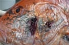 Gulf seafood deformities alarm scientists