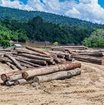 We lost a soccer field of primary rainforest every 6 seconds in 2019