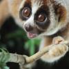 Primate species: new slow loris found in Borneo