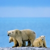 Polar bear trade ban divides campaigners