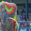 Thailand's promise to end ivory trade cautiously welcomed