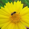 How Cities Can Help Rebuild Declining Bee Populations