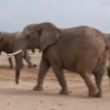 Tanzania takes historic step to save dwindling elephant population