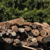 Deforestation: When should I panic?