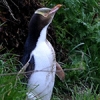 Concern for 'world's rarest penguin'