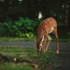 Oh, deer: Study uses GPS to explore animals' relationship with the forest