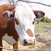 How eating seaweed can help cows to belch less methane