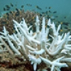 Australia to invest millions in Great Barrier Reef restoration and protection